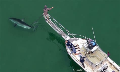 Just in time for Shark Week, Cape Cod shark researchers tag first great whites of the season